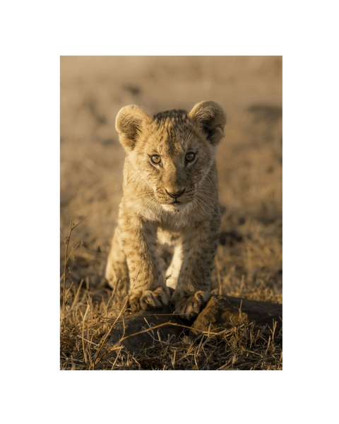 No Frame Canvas Print Front