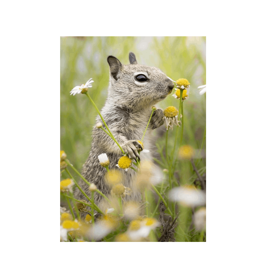 No Frame Canvas Print Front