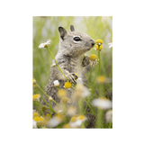 No Frame Canvas Print Front