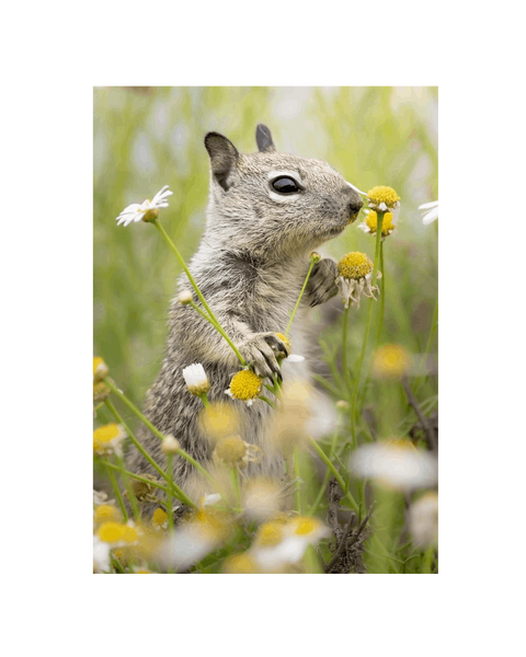 No Frame Canvas Print Front