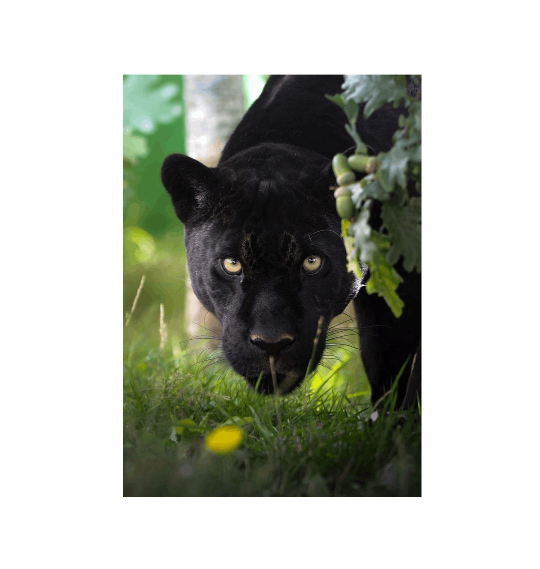 No Frame Framed art print Front