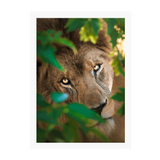 White Frame Framed art print Front