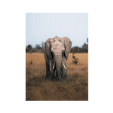 No Frame Framed art print Front