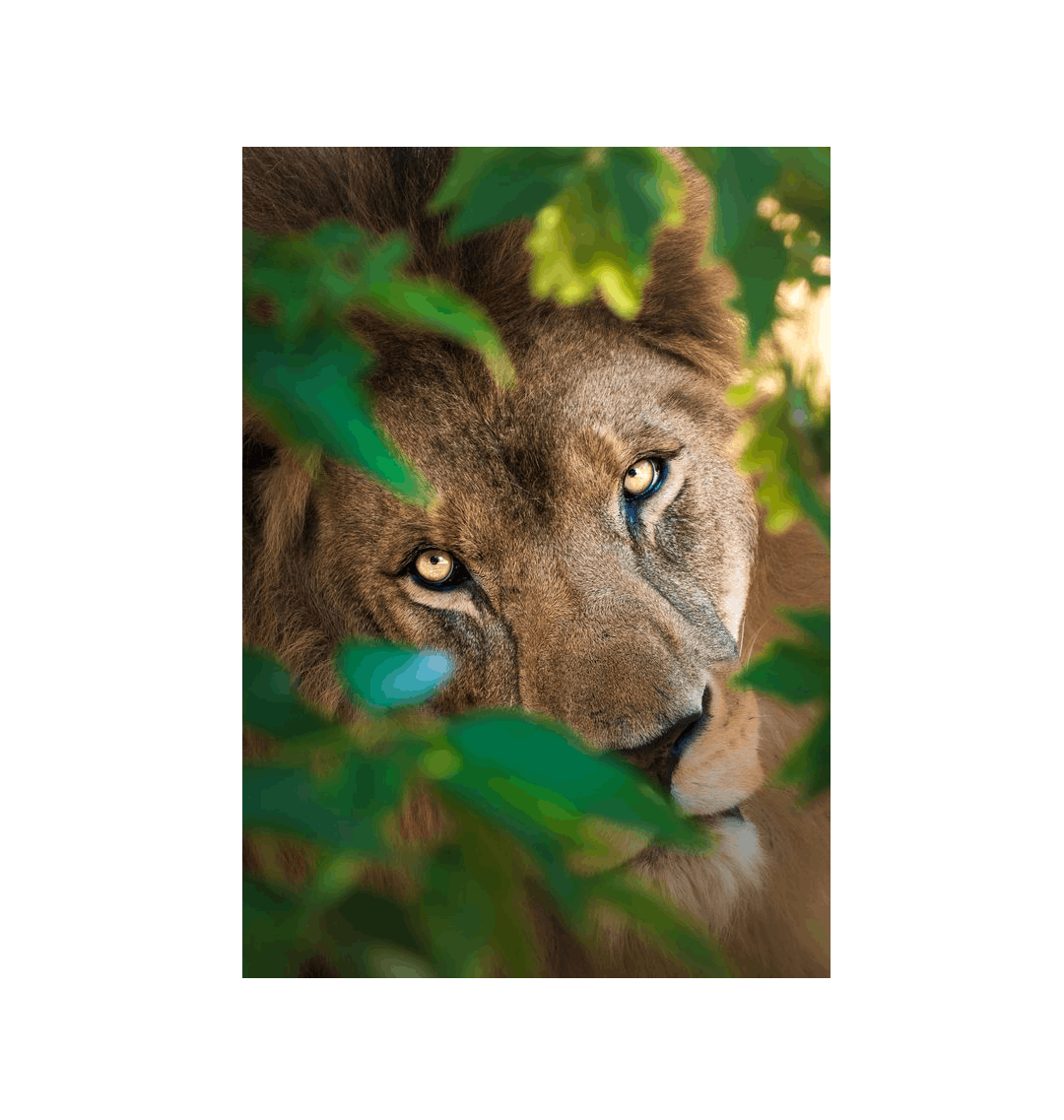 No Frame Framed art print Front