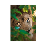 No Frame Framed art print Front