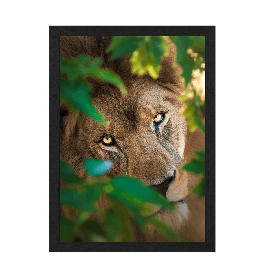 Black Frame Framed art print Front