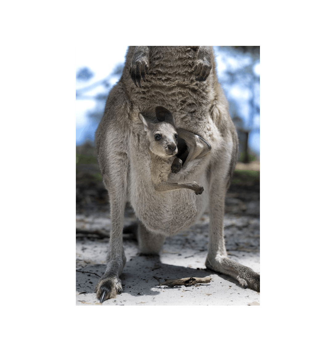 Joey Canvas Portrait Recycled