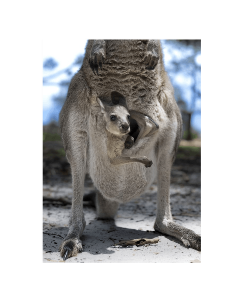 Joey Canvas Portrait Recycled