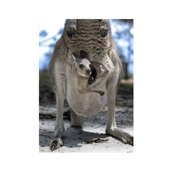 Joey Canvas Portrait Recycled