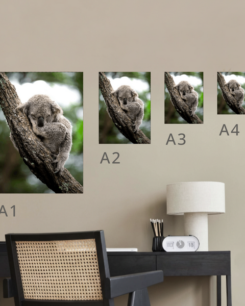 Koala Canvas Portrait Recycled