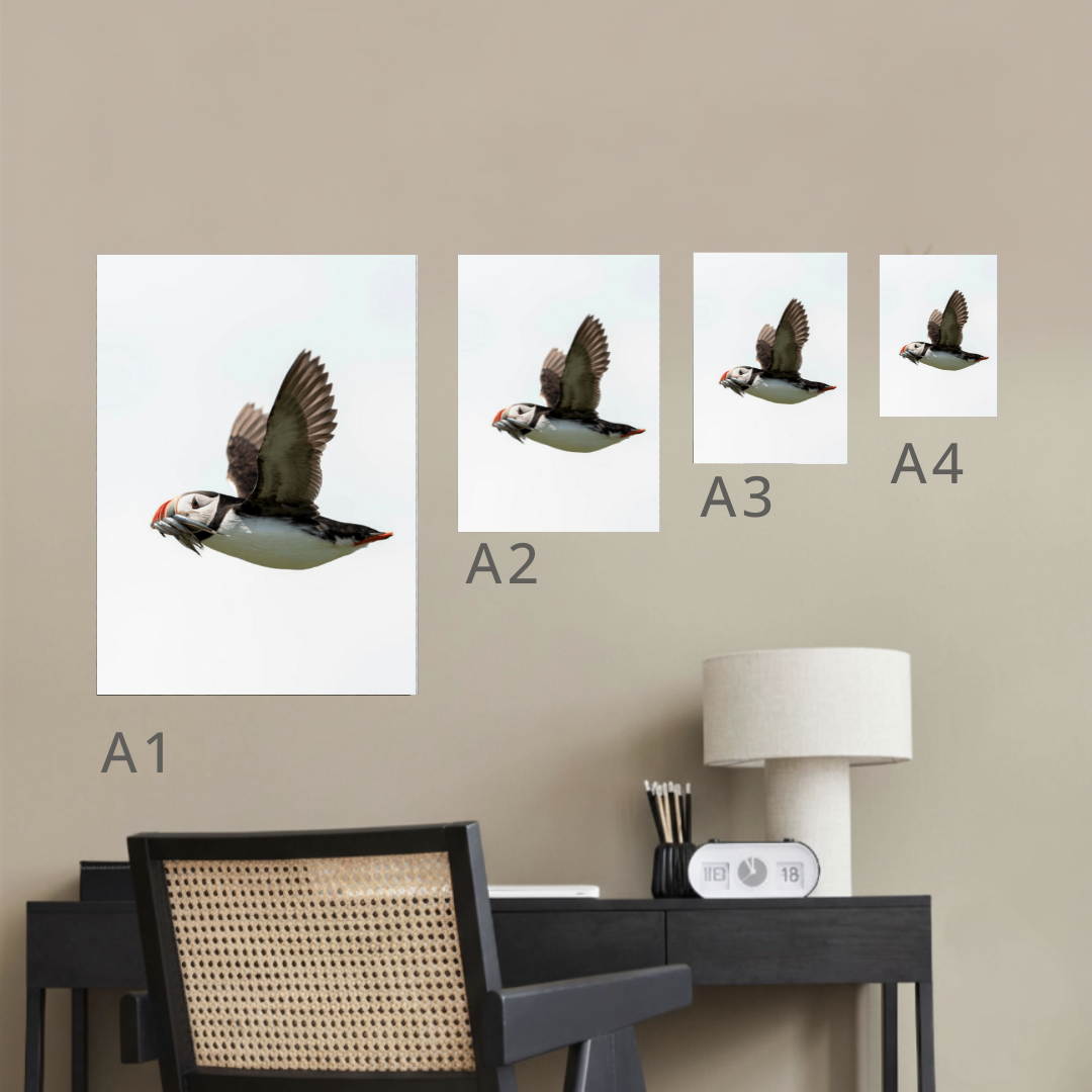 Atlantic Puffin Canvas Portrait Recycled