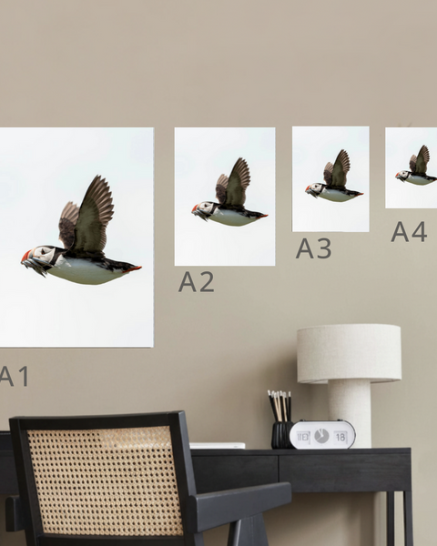 Atlantic Puffin Canvas Portrait Recycled