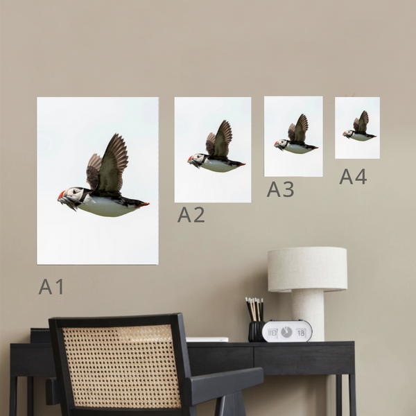 Atlantic Puffin Canvas Portrait Recycled